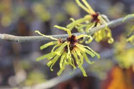 Attēlu rezultāti vaicājumam “Hamamelis vernalis flower”