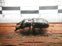 Attēlu rezultāti vaicājumam “Ceruchus chrysomelinus imago”