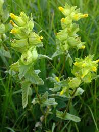 Attēlu rezultāti vaicājumam “Rhinanthus serotinus flower”