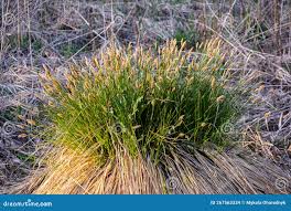 Attēlu rezultāti vaicājumam “Carex cespitosa”