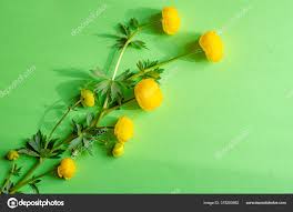 Attēlu rezultāti vaicājumam “Trollius europaeus fruit”