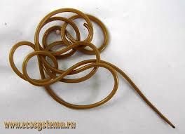 Attēlu rezultāti vaicājumam “Gordius aquaticus”