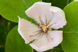 Attēlu rezultāti vaicājumam “Cydonia oblonga flower”