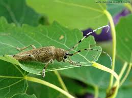 Attēlu rezultāti vaicājumam “Saperda carcharias”