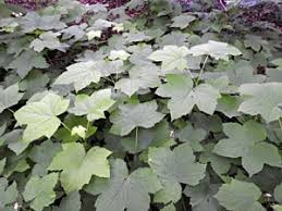 Attēlu rezultāti vaicājumam “xComagaria rosea”