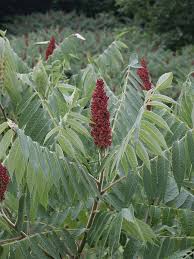 Attēlu rezultāti vaicājumam “Rhus typhina leaf”