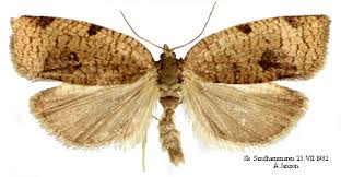 Attēlu rezultāti vaicājumam “Lozotaenia forsterana”