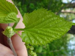 Attēlu rezultāti vaicājumam “Morus alba leaf”