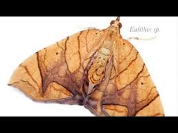 Attēlu rezultāti vaicājumam “Eulithis sp.”