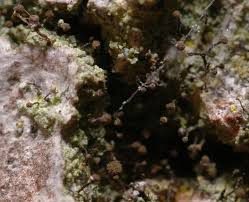 Attēlu rezultāti vaicājumam “Chaenotheca trichialis”