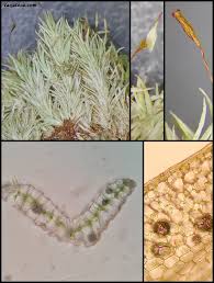 Attēlu rezultāti vaicājumam “Dicranales”