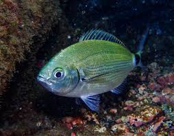 Image result for Oblada melanurus