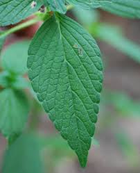 Attēlu rezultāti vaicājumam “Galeopsis tetrahit leaf”