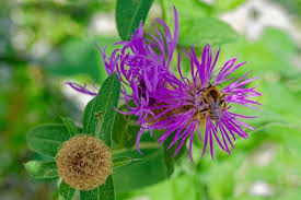 Attēlu rezultāti vaicājumam “Centaurea phrygia flower”