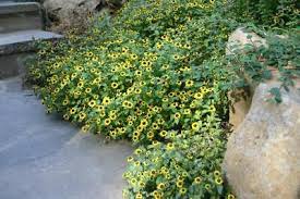 Image result for Sanvitalia procumbens