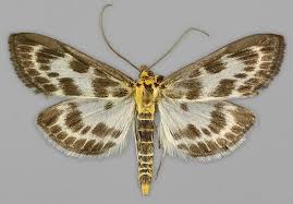 Attēlu rezultāti vaicājumam “Anania hortulata”