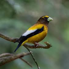 Attēlu rezultāti vaicājumam “Coccothraustes coccothraustes adult”