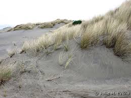 Attēlu rezultāti vaicājumam “Ammophila arenaria”