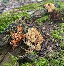 Attēlu rezultāti vaicājumam “Clavicorona pyxidata”