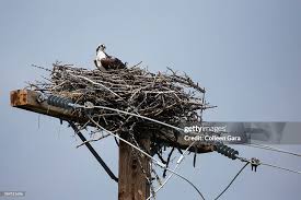 Attēlu rezultāti vaicājumam “Pandion haliaetus adult”