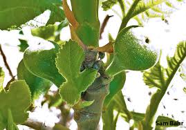 Attēlu rezultāti vaicājumam “Cribraria costata”