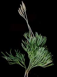 Attēlu rezultāti vaicājumam “Diphasiastrum tristachyum”