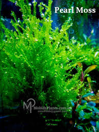 Attēlu rezultāti vaicājumam “Blepharostoma trichophyllum”