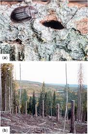 Attēlu rezultāti vaicājumam “Peltis grossa”