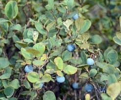 Attēlu rezultāti vaicājumam “Vaccinium uliginosum”