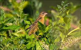 Image result for Dolichonyx oryzivorus