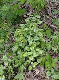 Attēlu rezultāti vaicājumam “Lamiastrum galeobdolon leaf”