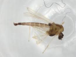 Attēlu rezultāti vaicājumam “Tanytarsus”