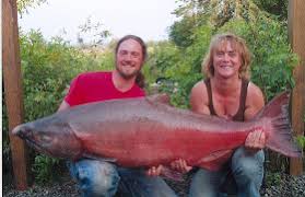 Image result for Oncorhynchus tshawytscha