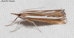 Attēlu rezultāti vaicājumam “Catoptria fulgidella”