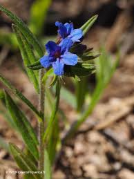 Attēlu rezultāti vaicājumam “Lithospermum officinale flower”