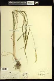 Attēlu rezultāti vaicājumam “Elymus caninus”