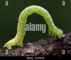 Attēlu rezultāti vaicājumam “Dysstroma truncata”