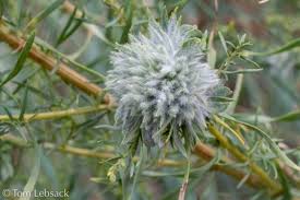 Image result for Artemisia dracunculus