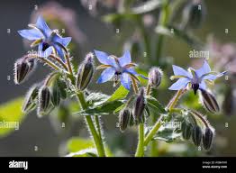 Image result for Borretsch