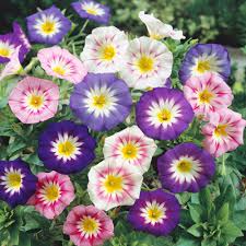 Image result for Convolvulus tricolor