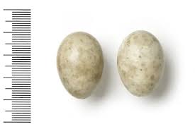 Image result for Caprimulgus aegyptius