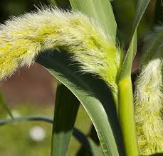 Attēlu rezultāti vaicājumam “Setaria italica”