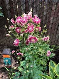 Image result for Aquilegia vulgaris `Nora Barlow`
