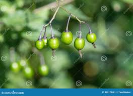 Attēlu rezultāti vaicājumam “Solanum dulcamara fruit”