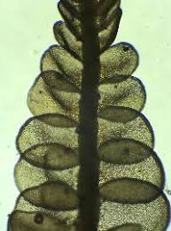 Attēlu rezultāti vaicājumam “Odontoschisma sphagni”