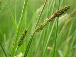 Attēlu rezultāti vaicājumam “Carex hartmanii”