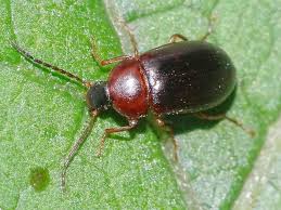 Attēlu rezultāti vaicājumam “Alleculidae”