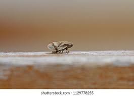 Attēlu rezultāti vaicājumam “Lepyronia coleoptrata”