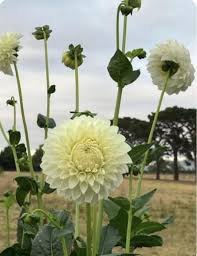 Image result for Dahlia `Snowflake`