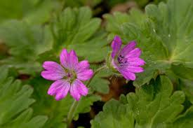 Attēlu rezultāti vaicājumam “Geranium molle flower”